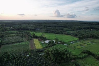 Kırsal alanda mavi bulutlu bir gökyüzüne karşı yeşil tarlaları olan bir arazinin havadan uzak görüntüsü.