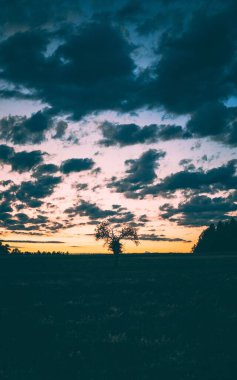 Gün doğarken ağaçların dikey görüntüsü.