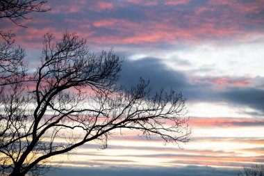 Bulutlu gökyüzünde, ön planda ağaç dalları olan renkli bir günbatımının güzel manzarası.