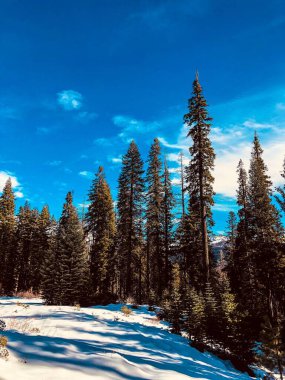 Kışın dikey sekoya manzarası