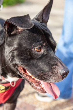Bir Staffordshire Terrier 'inin ağzı açık yakın plan portresi.