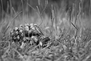 Gri tonlu çimenlikteki çam kozalağının yakın çekimi..