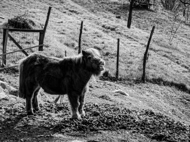 Çayırdaki şirin bir midillinin gri tonlu görüntüsü.