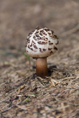 wild brown and white mushroom in the mountains of Cordoba, Argentina