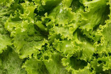 Bir yığın taze yeşil marul yaprağının yakın çekimi.