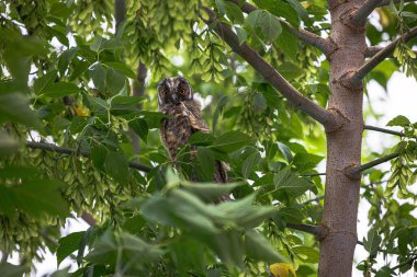 Ağaçta oturan uzun kulaklı genç bir baykuş.
