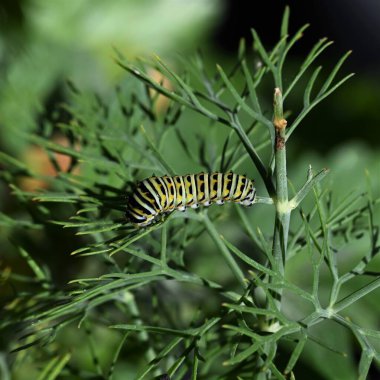 Eski Dünya 'dan bir tırtılın çimlerin üzerinde bir kırlangıç kuyruğunun yakın çekimi.