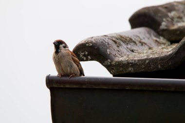 Bir ev serçesi, gündüz vakti çatıya bağlı bir boruya tünemiş.