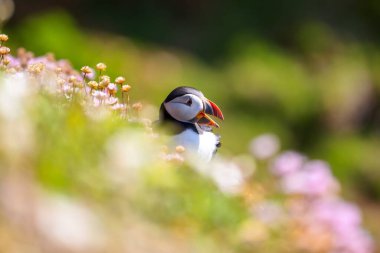 Güneşli bir günde çayırdaki Atlantik martısının yakın plan görüntüsü.
