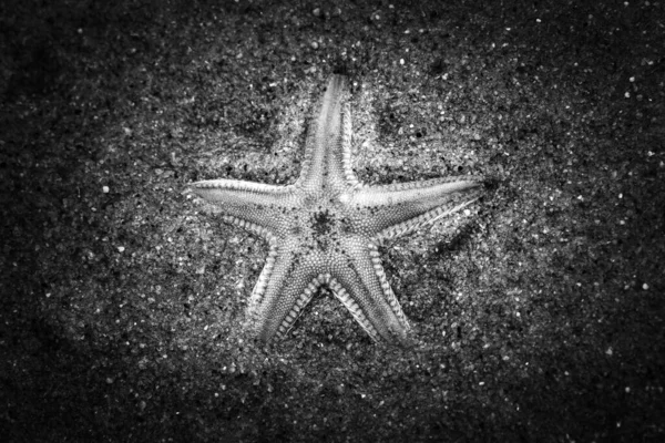 Gri Tonlu Bir Deniz Yıldızı Manzarası — Stok fotoğraf