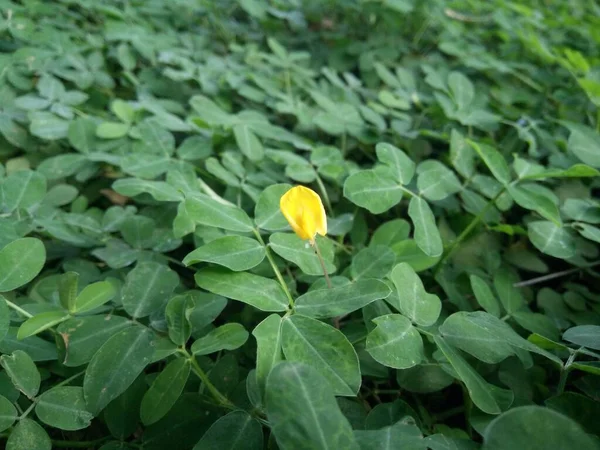 Pinto peanut or Arachis pintoi with green leaves and yellow flower as garden decoration