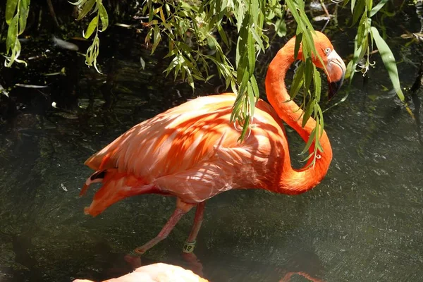 Ein Schöner Flamingo Auf Dem Wasser Unter Grünen Blättern — Stockfoto