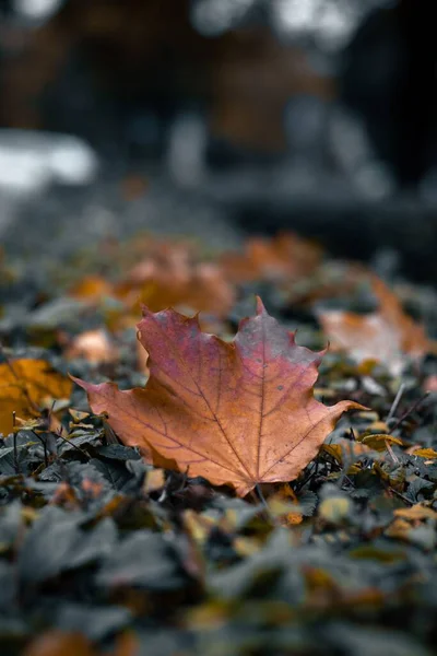 Une Feuille Érable Sèche Automne Sur Sol — Photo