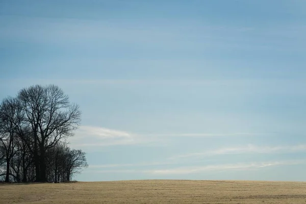 Ein Feld Mit Trockenen Bäumen Unter Blauem Himmel — Stockfoto