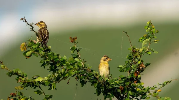 Ptáci Tkalcovští Sedí Stromě Ploceus Philippinus — Stock fotografie