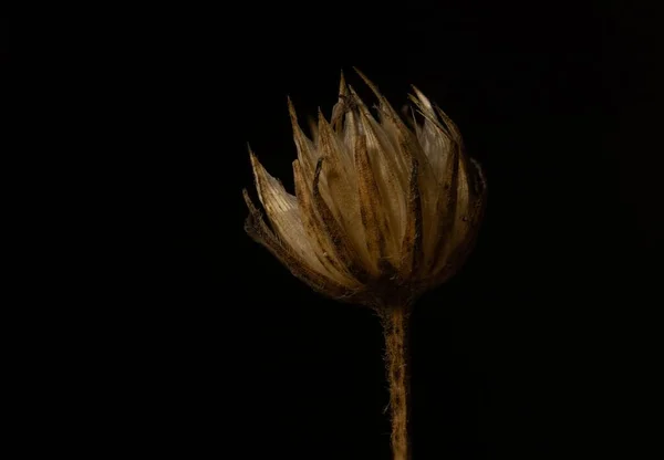 Siyah Arka Planda Güzel Ölü Bir Çiçek — Stok fotoğraf