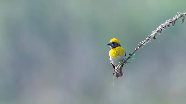 Malý Baya Tkalec Usazený Rostlině Denního Světla Rozmazaném Pozadí — Stock fotografie