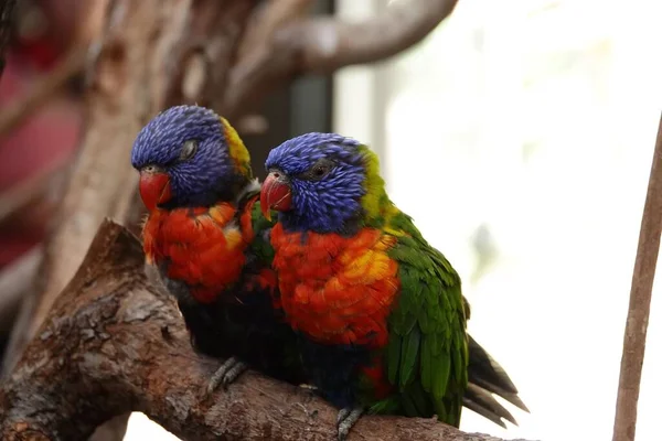 Detailní Záběr Dvojice Duhových Lorikeetů Trichoglossus Moluccanus Usazených Větvi — Stock fotografie