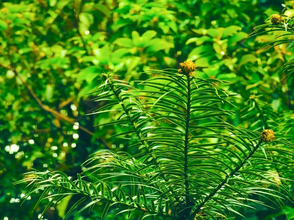 Primo Piano Ramo Cipresso Sullo Sfondo Degli Alberi — Foto Stock