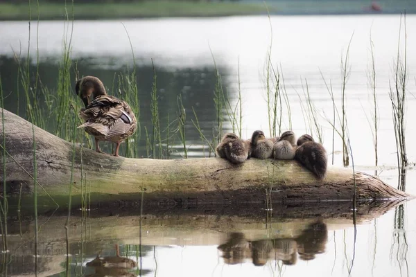 Cute Duck Four Ducklings Standing Log Surrounded Water Grass — Stock Photo, Image