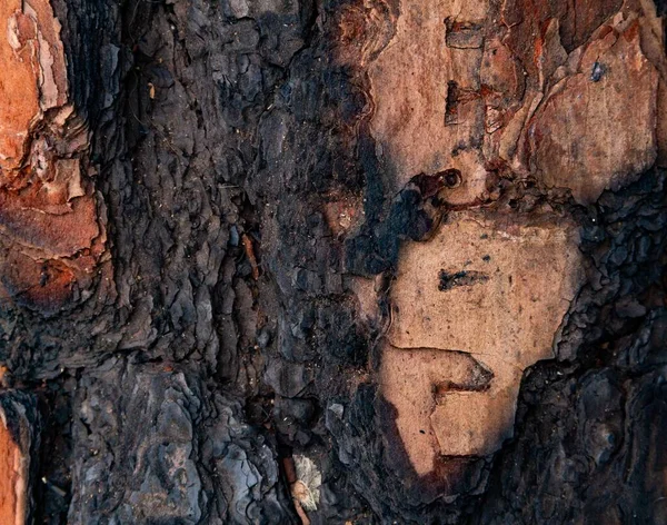 松の樹皮の質感を持つ素朴な背景 — ストック写真