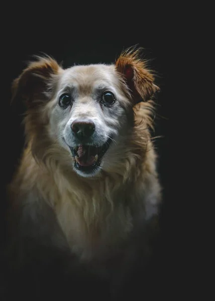 Retrato Vertical Perro Kokoni Sonriendo Sobre Fondo Oscuro Estudio —  Fotos de Stock