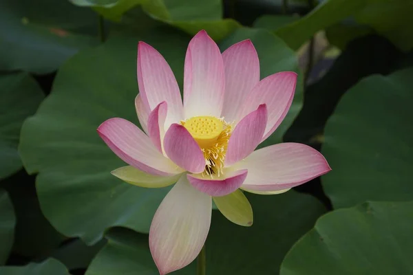 Gros Plan Lotus Indien Qui Fleurit Dans Jardin — Photo