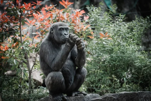 Une Vue Sur Magnifique Gorille Reposant Dans Jardin Zoo — Photo
