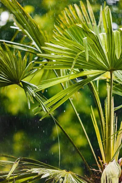 Disparo Vertical Una Planta Palma Molino Viento Chino Trachycarpus Fortunei — Foto de Stock