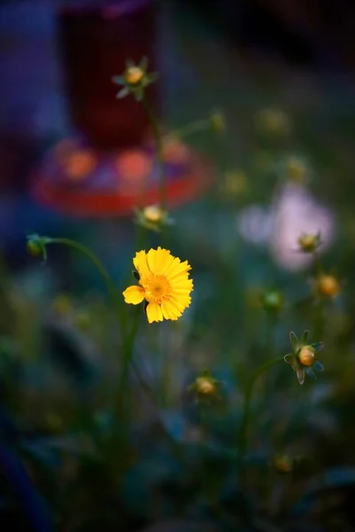 Close Uma Flor Silvestre Amarela Jardim Fundo Borrado — Fotografia de Stock