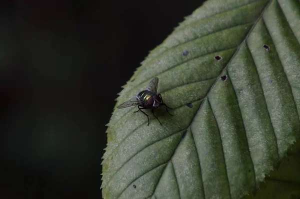 Primo Piano Una Mosca Comune Sulla Foglia Verde Sullo Sfondo — Foto Stock