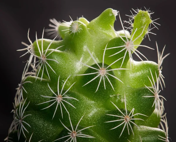 Makro Fotografia Dziecko Zielony Kaktusy — Zdjęcie stockowe