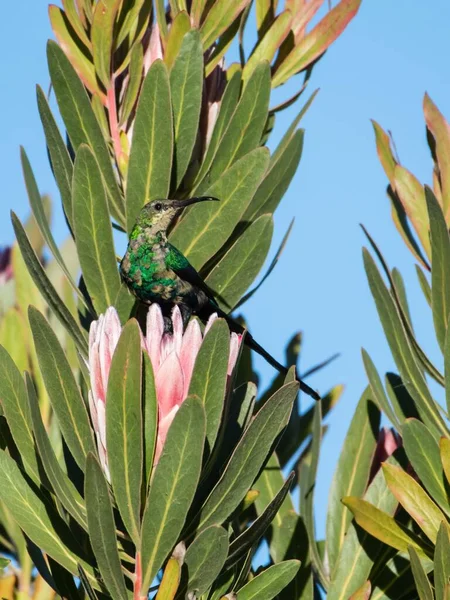 Pionowe Ujęcie Pięknego Kolibra Siedzącego Kwiatach Słoneczny Dzień — Zdjęcie stockowe
