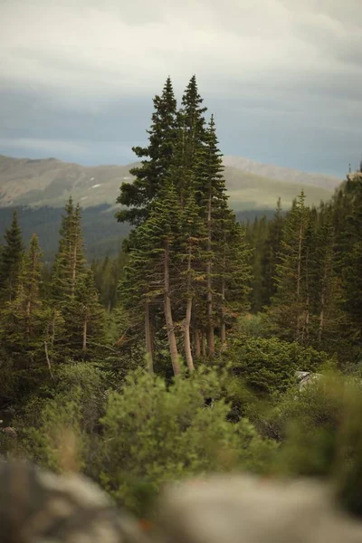Pohled Horské Lesy — Stock fotografie