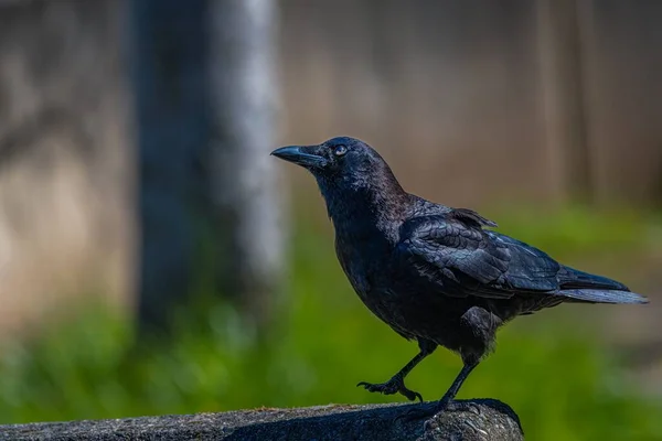 Nahaufnahme Einer Schwarzen Krähe Auf Dem Verschwommenen Hintergrund — Stockfoto