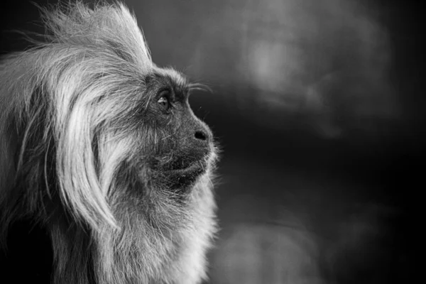 Сірий Знімок Обличчя Мавпи Боку Розмитого Фону — стокове фото