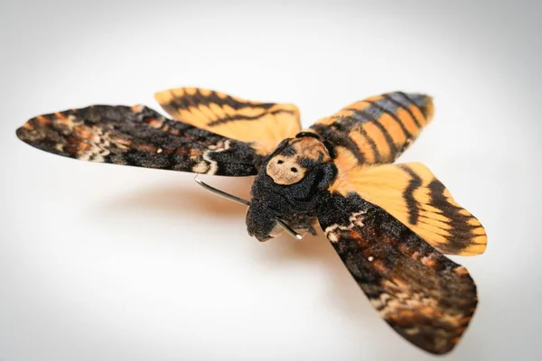 Макро Знімок Африканського Метелика Смерті Ізольованого Білому Тлі — стокове фото