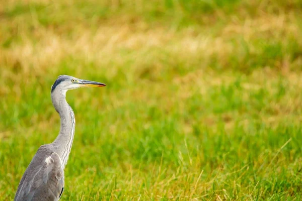 Grey Heron Green Field Daylight — Stock Photo, Image