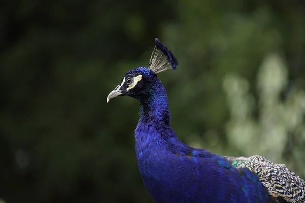 Bulanık Arka Planda Bir Hint Peafowl Unun Yakın Plan Fotoğrafı — Stok fotoğraf