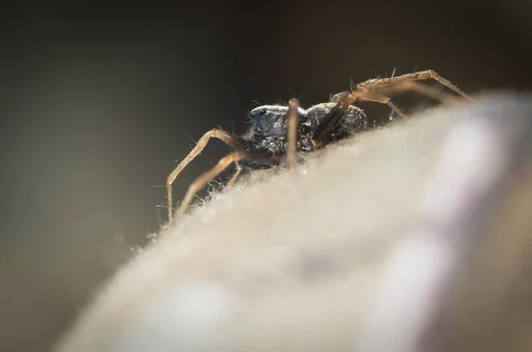 Makrokuva Pardosa Hämähäkistä Sumealla Taustalla — kuvapankkivalokuva