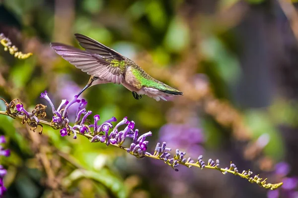 Yakut Boğazlı Bir Sinekkuşunun Kelebek Çalılığından Nektarla Beslenen Yakın Çekimi — Stok fotoğraf