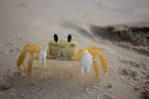 Closeup Cute Crab Beach — Stock Photo, Image