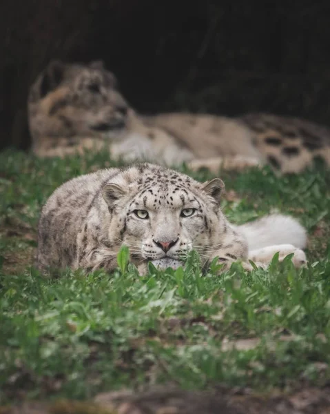 Een Verticale Opname Van Een Snow Leopard Rustend Weide Buiten — Stockfoto