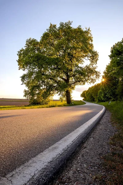 Tiro Vertical Uma Árvore Idílica Estrada Pôr Sol Verão — Fotografia de Stock