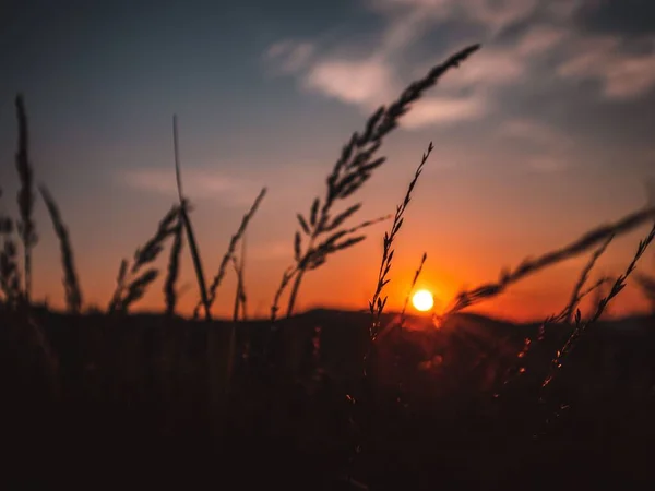 Eine Nahaufnahme Der Silhouette Von Zweigen Und Einem Orangefarbenen Sonnenuntergang — Stockfoto