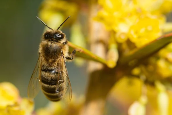 Macro Shot Bumblebee Perched Yellow Flower — Stock Photo, Image