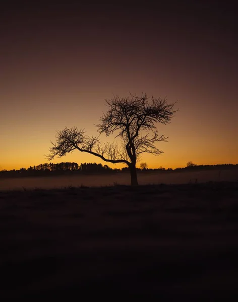 Вертикальный Снимок Деревьев Поле Восходе Солнца — стоковое фото