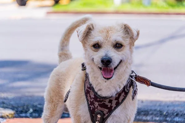 Primer Plano Adorable Perro Rubio Sonriente Paseo —  Fotos de Stock