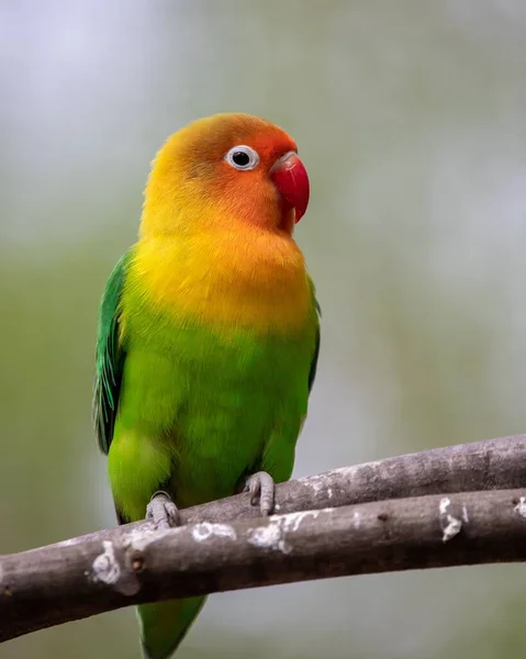 Vertical Closeup Rosy Faced Lovebird Agapornis Roseicollis Perched Tree Branch — Stock Photo, Image