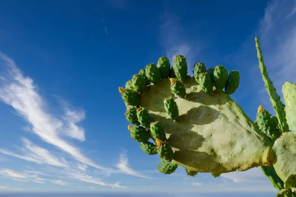 Nahaufnahme Eines Kaktusfeigenkaktus Mit Seinen Früchten Vor Wolkenverhangenem Himmel — Stockfoto